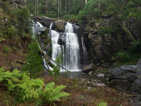 Stevensons Falls Otways Track Notes with photos