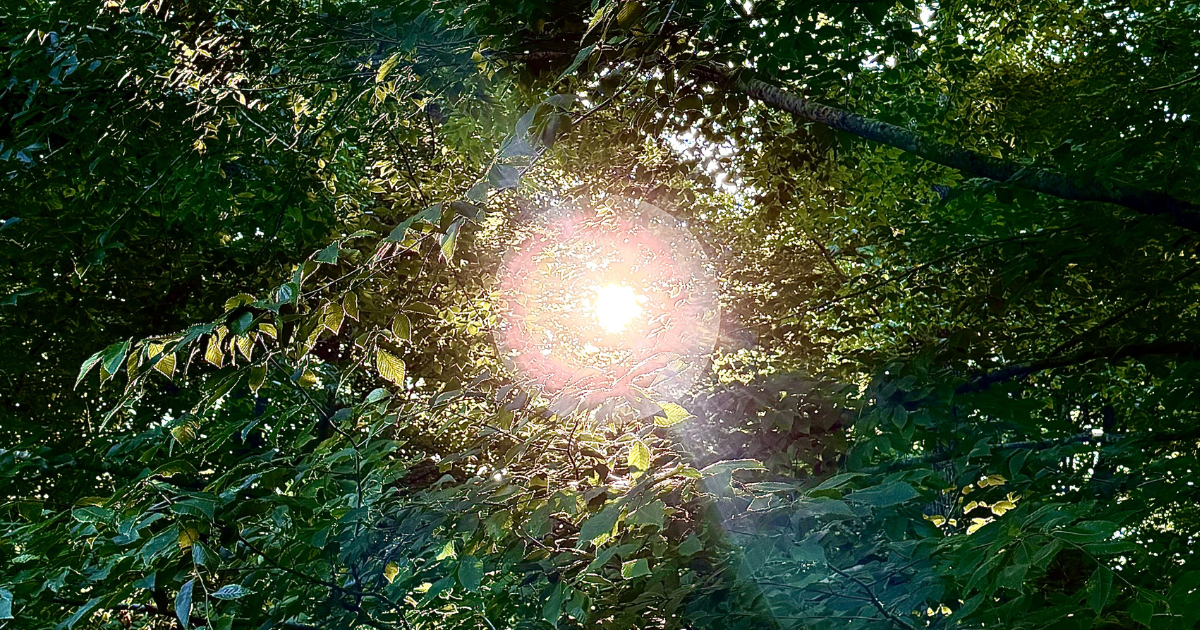 🍃 Our Hidden Suns