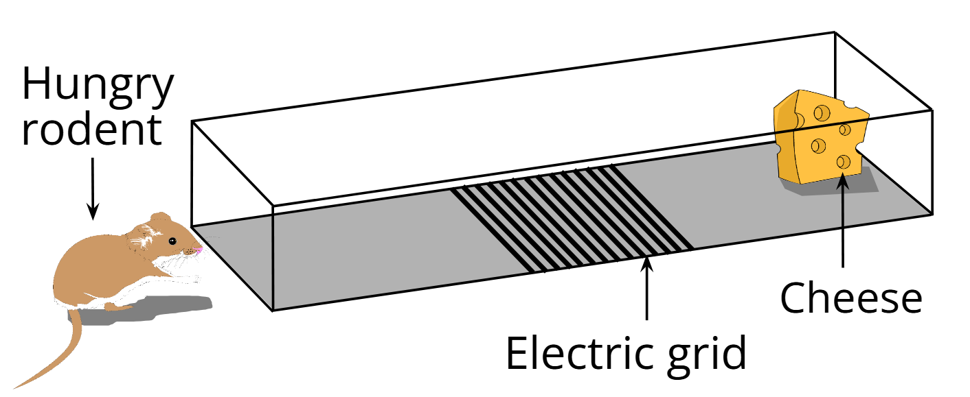 a hungry rodent in front of a small corridor with an electric grid in front of cheese