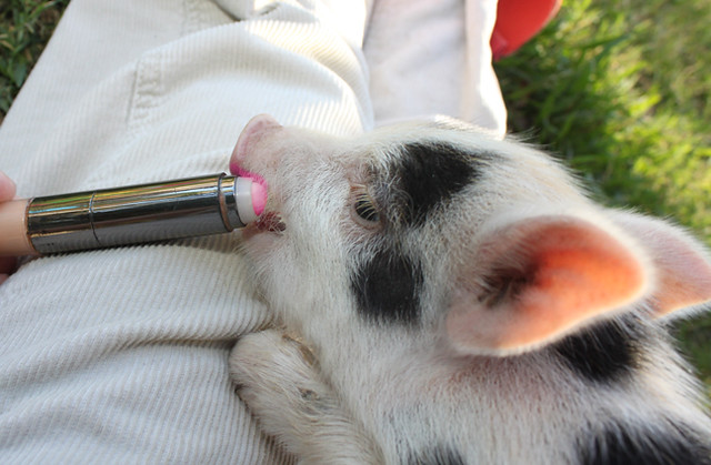 a person applying pink lipstick to a rather cute black and white pig