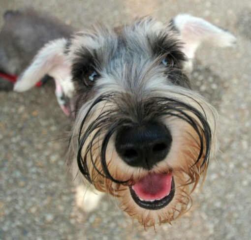 Have You Met Your Dog, Patches?