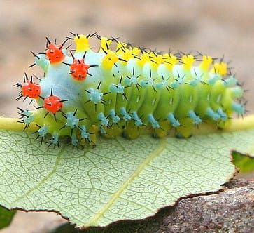 Why Does Software Spoil?