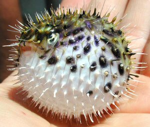 Best Practices and Puffer Fish