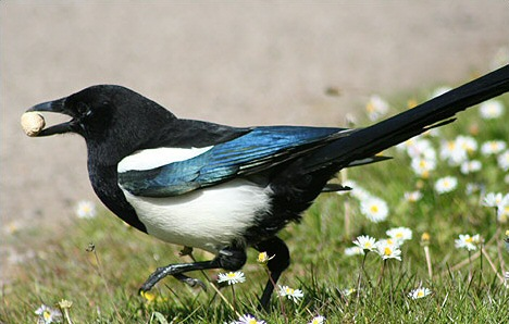 The Magpie Developer
