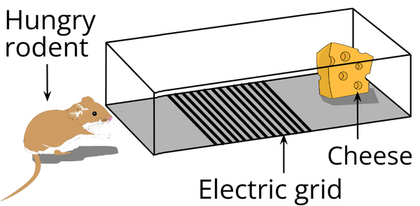 a hungry rodent in front of a small corridor with an electric grid in front of cheese