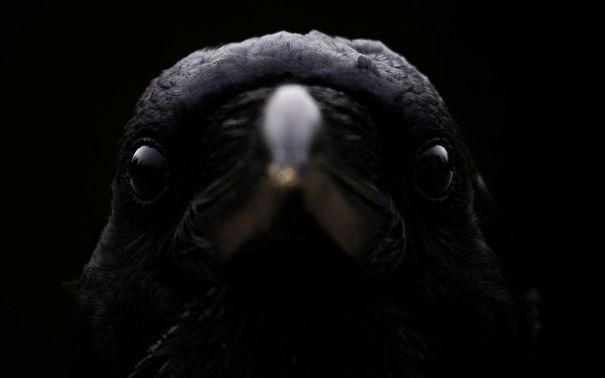 Breaking Down the Raven