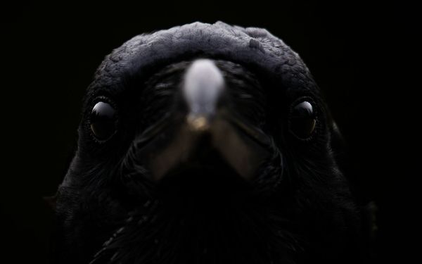 Breaking Down the Raven