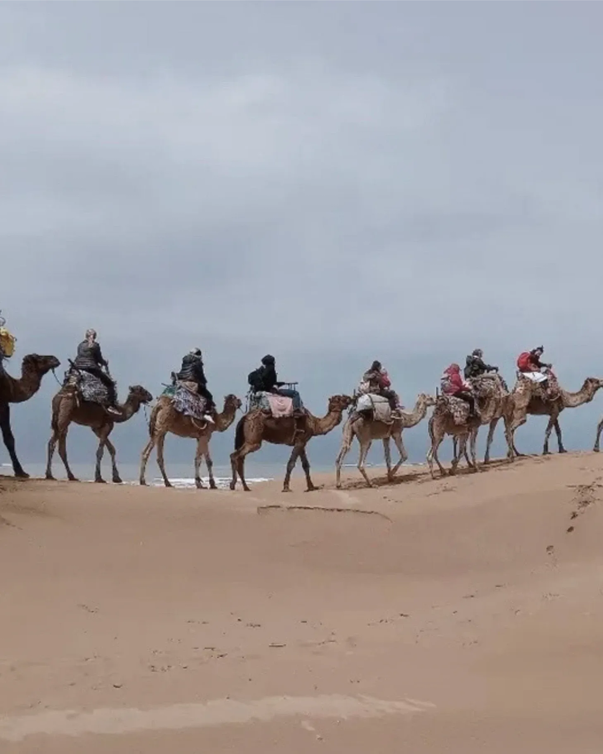 1-Day Camel Trek with Desert Picnic