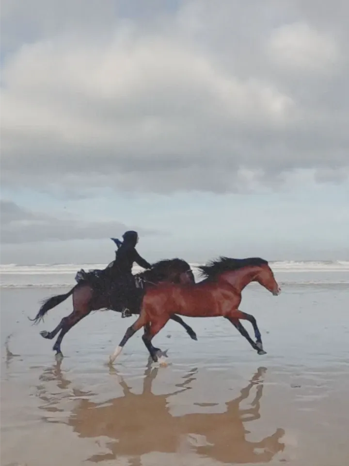 Horse Riding Guides