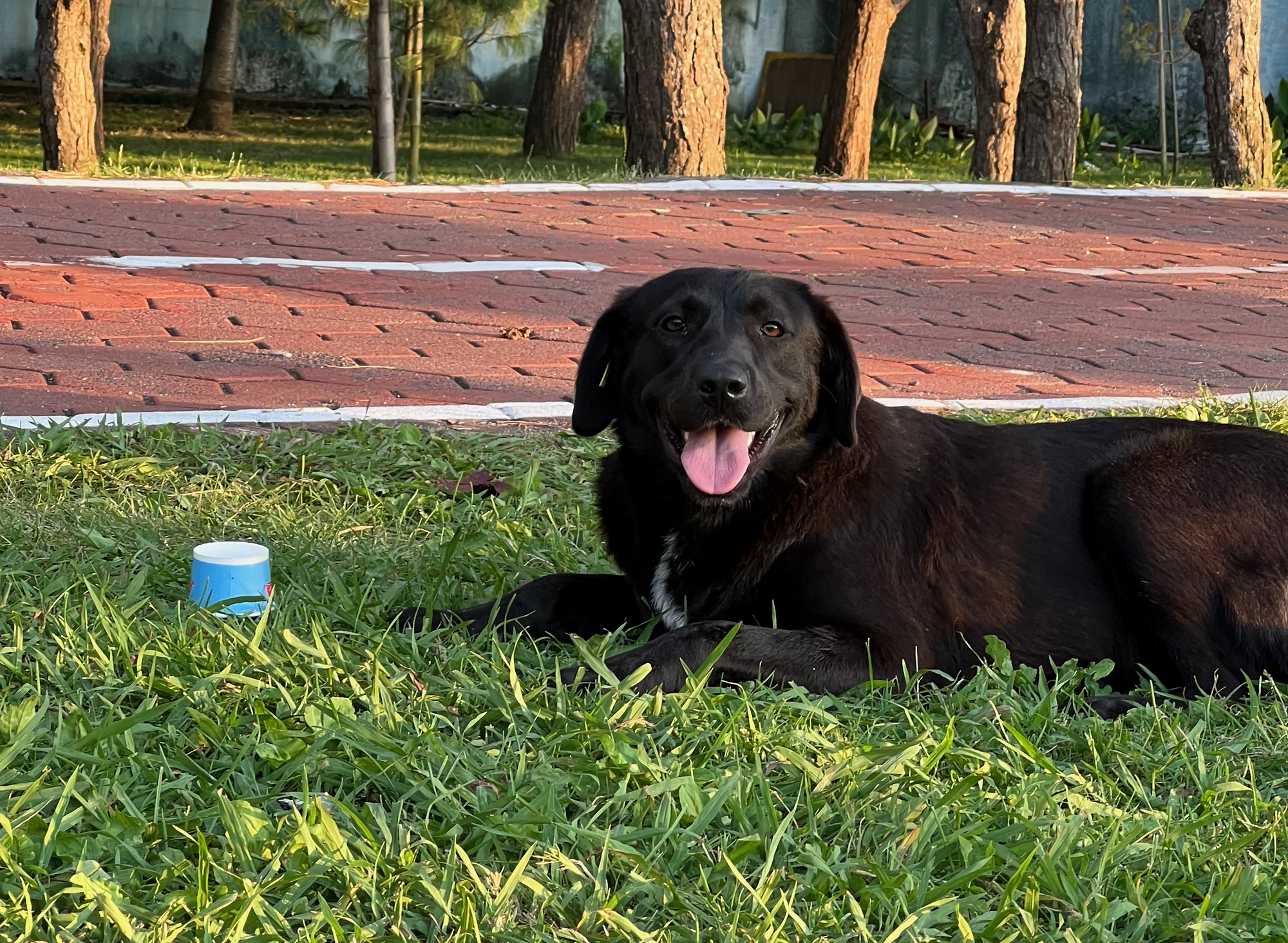 Picture of a cute stray dog