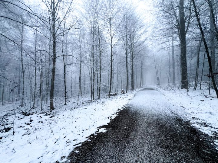 Image of a snowy forest in Switzerland