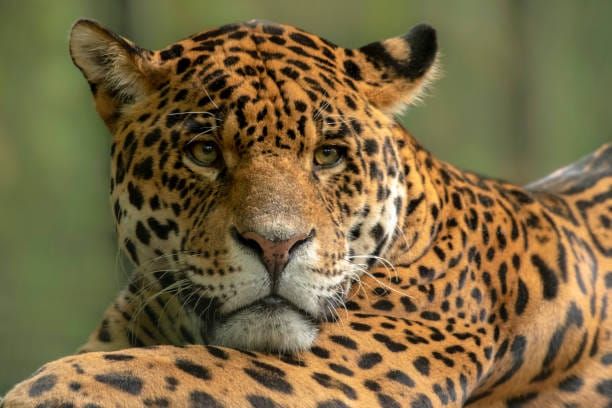 La médecine du jaguar