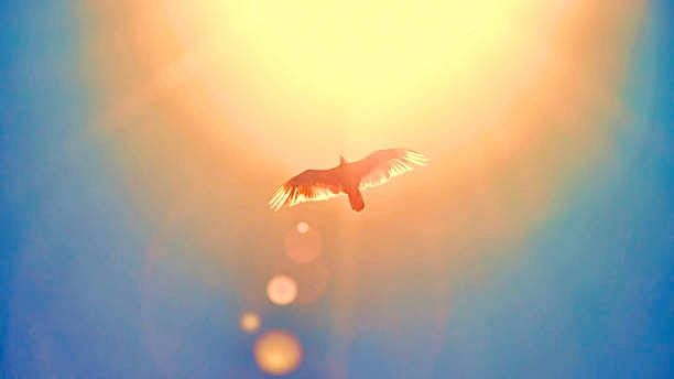 La médecine de l'aigle