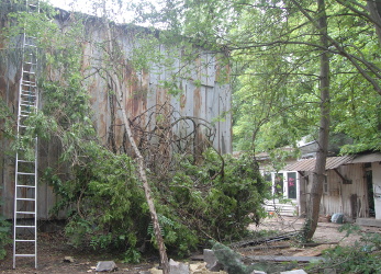 Blauregen_H-Richter-250