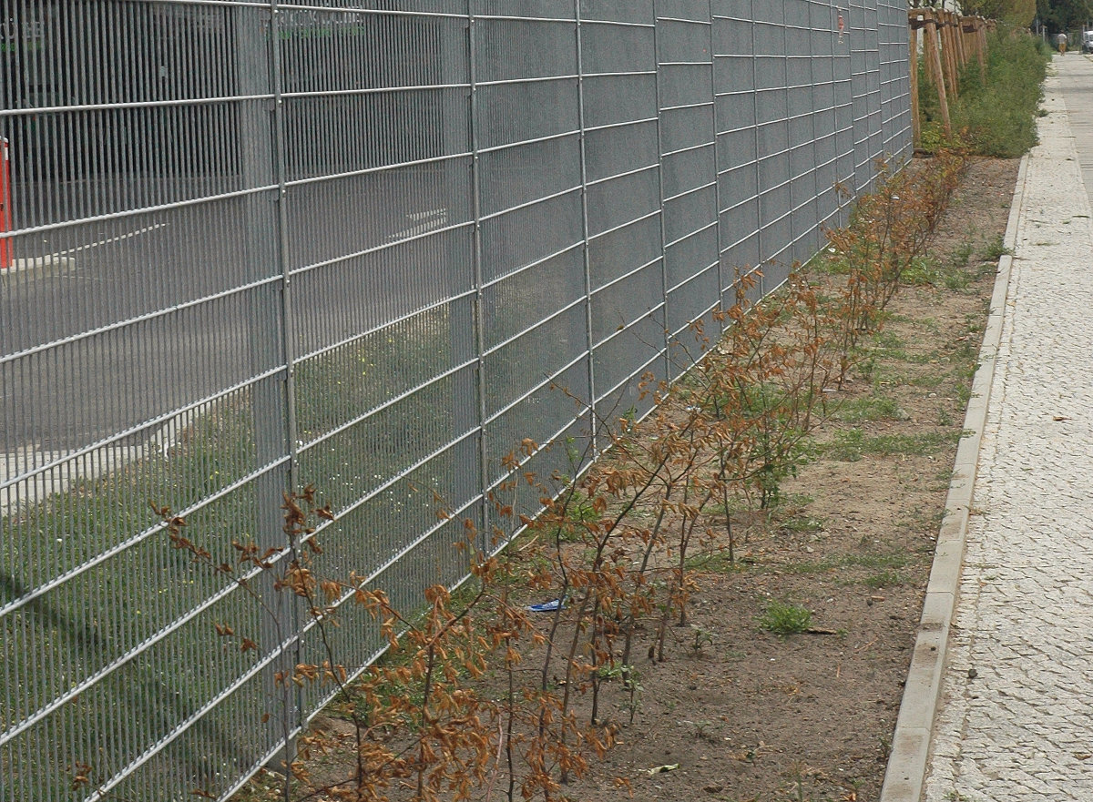 Von der Hainbuchenhecke entlang des Parkplatzes sind fast alle Pflanzen vertrocknet