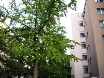 Ginko-haus-250
