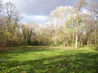 Lichtung_oben_herbst-250