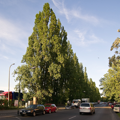 pappelallee