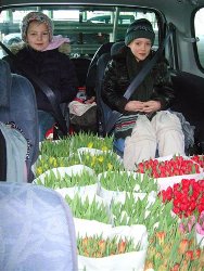 tulpen-auto-250