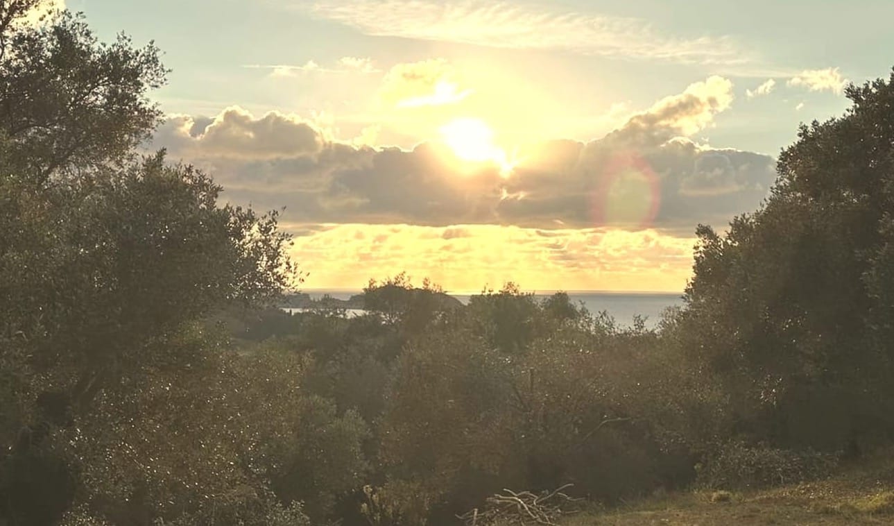 Elaionas Corfu - The Cozy Olive Grove