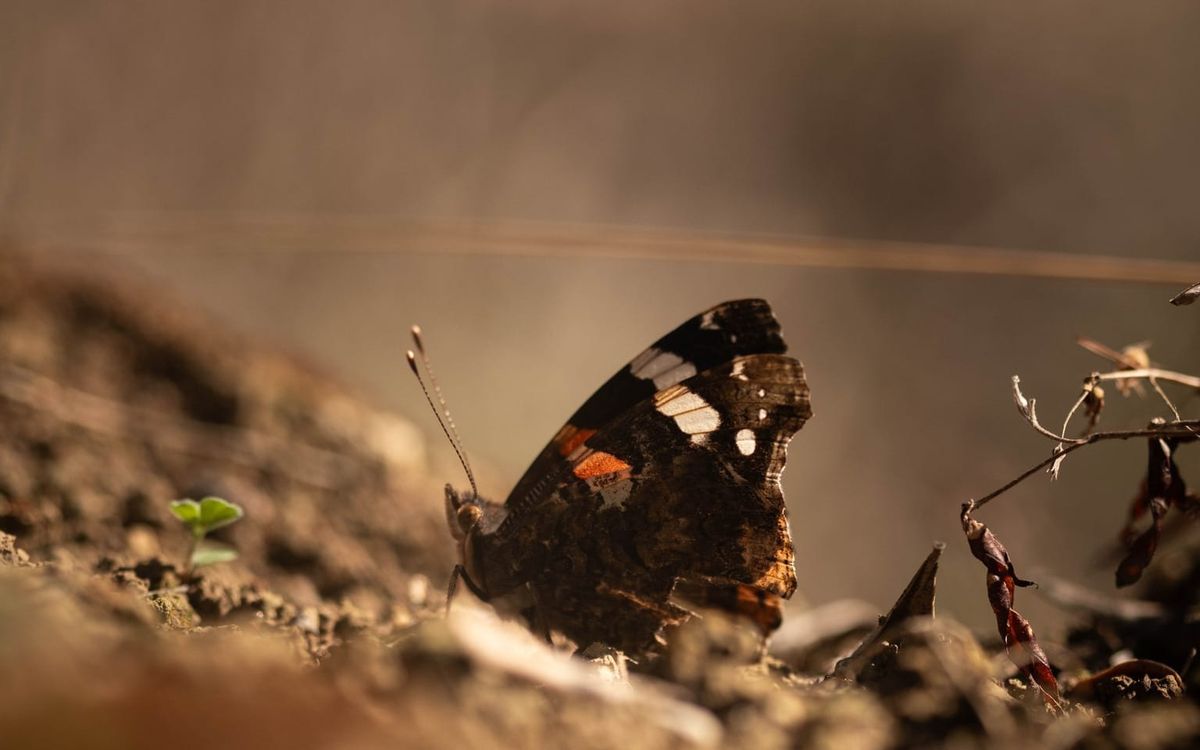 Welcome / About this site