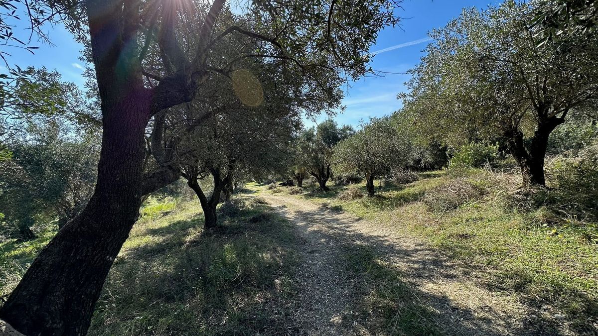 Willkommen im Cozy Olive Grove Blog