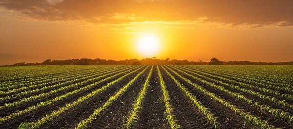 What Farmers Planted in April