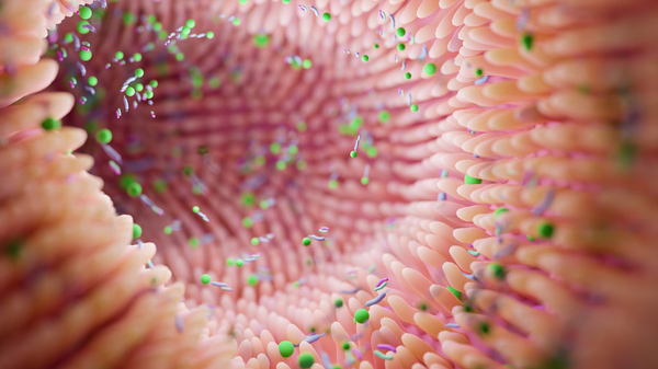 Mikrobiom als Schlüssel? - Neue Therapie bei Morbus Crohn