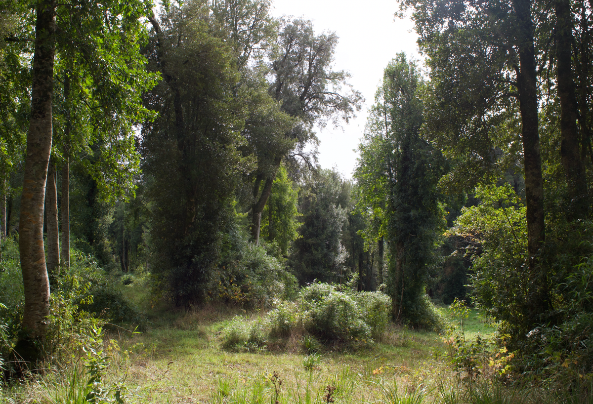 Parcela Bosque Nativo | Punta Larga