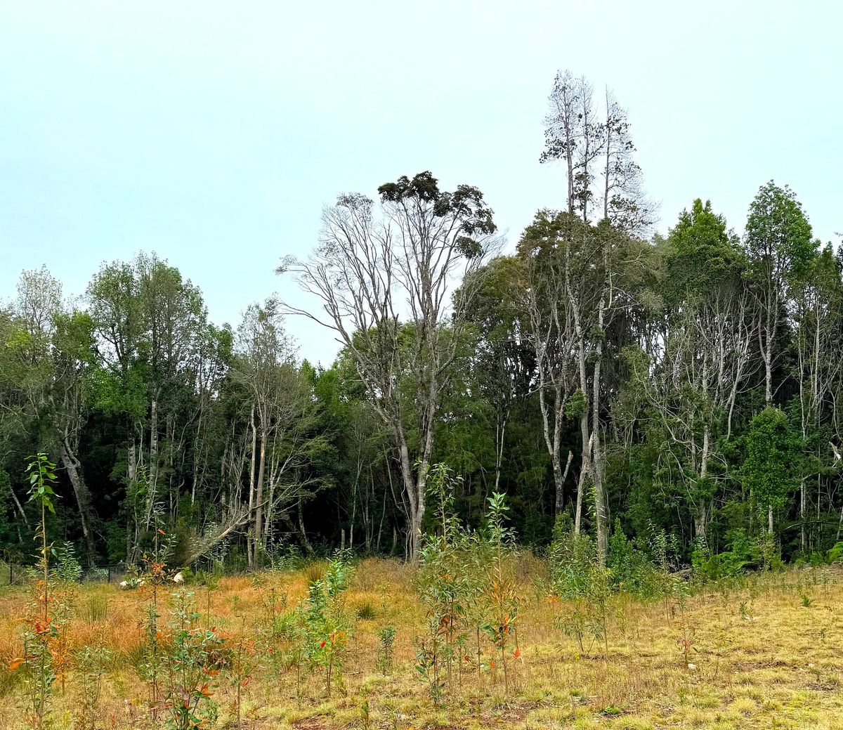 Parcela Botánico | Puerto Varas