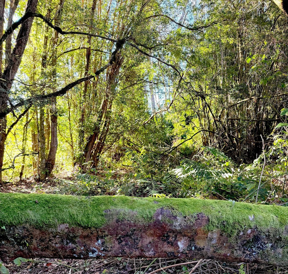 Parcela Bosque Santo | Frutillar