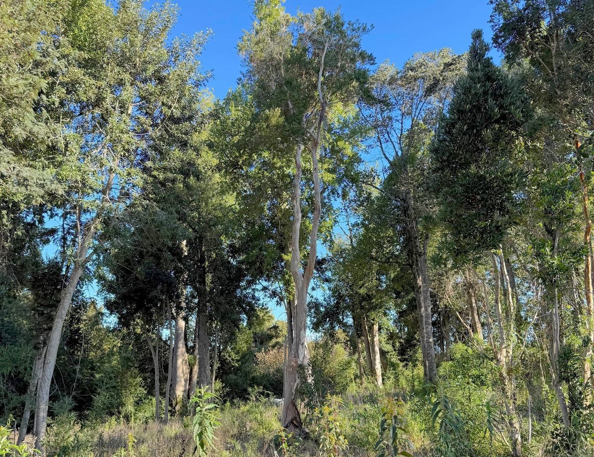 Parcela Avellano | Punta Larga