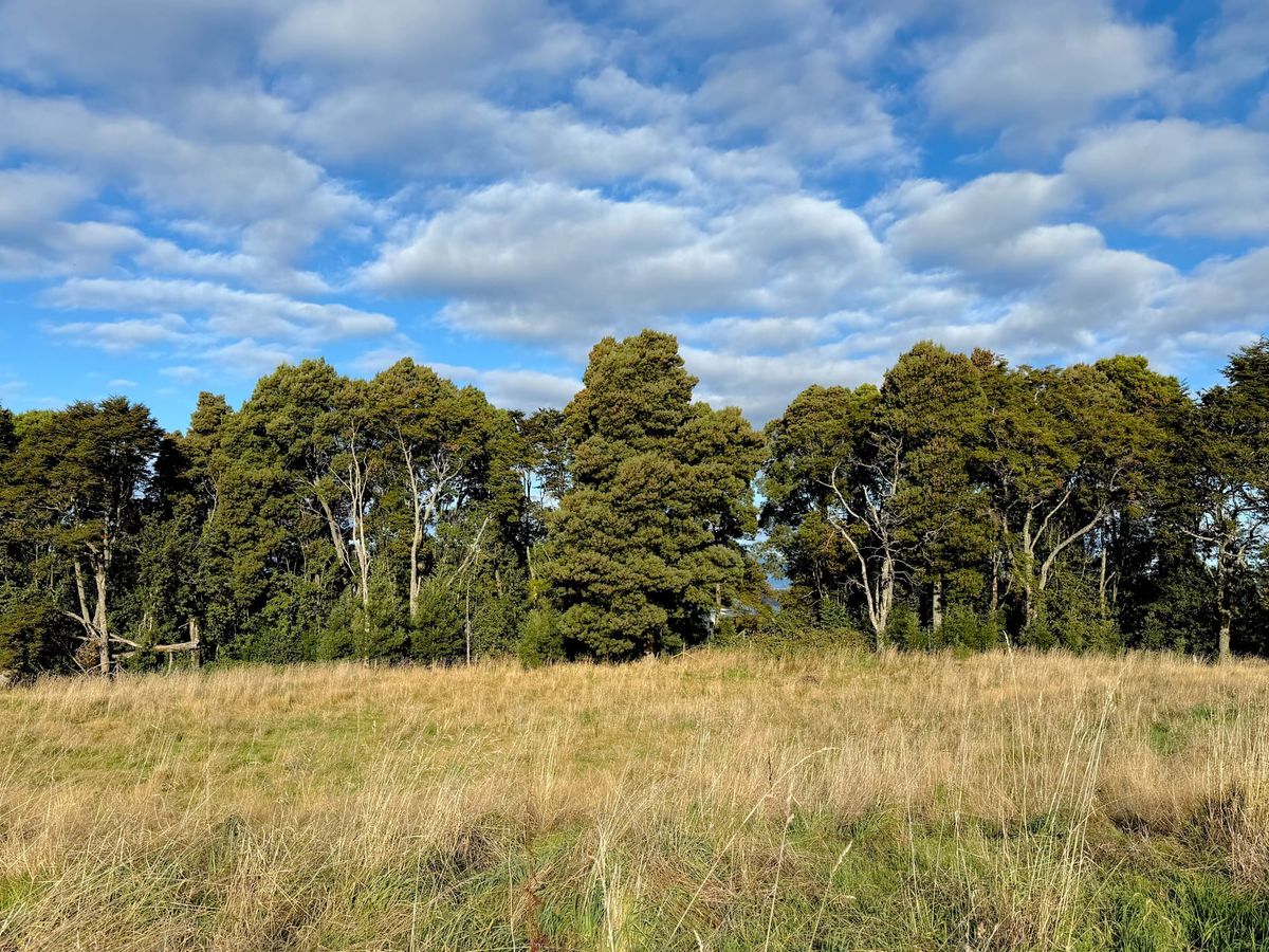 Parcela de los Árboles | Frutillar