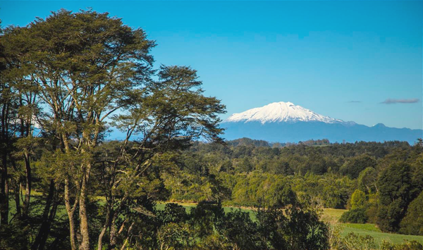 Condominio Loncotoro: Pampa, estero y bosque.