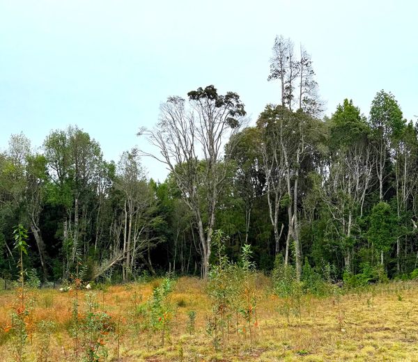 Parcela Botánico | Puerto Varas