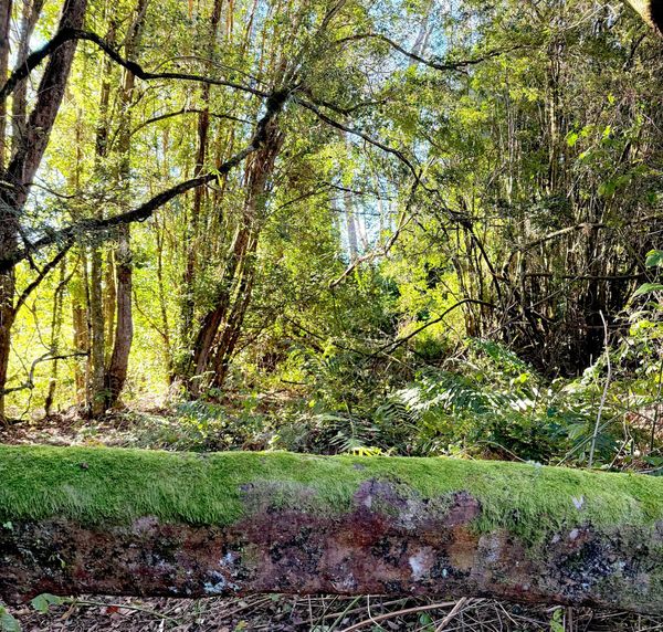 Parcela Bosque Santo | Frutillar