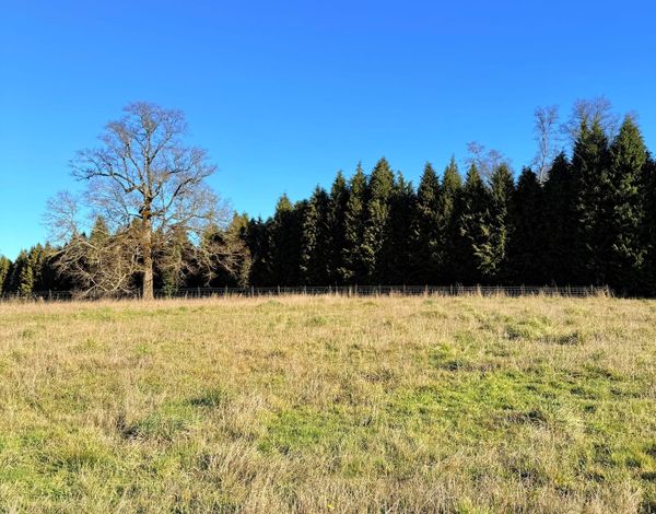 Parcela Pellines | Frutillar