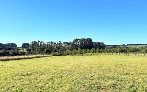 Parcela Vista al bosque | Quebrada Honda