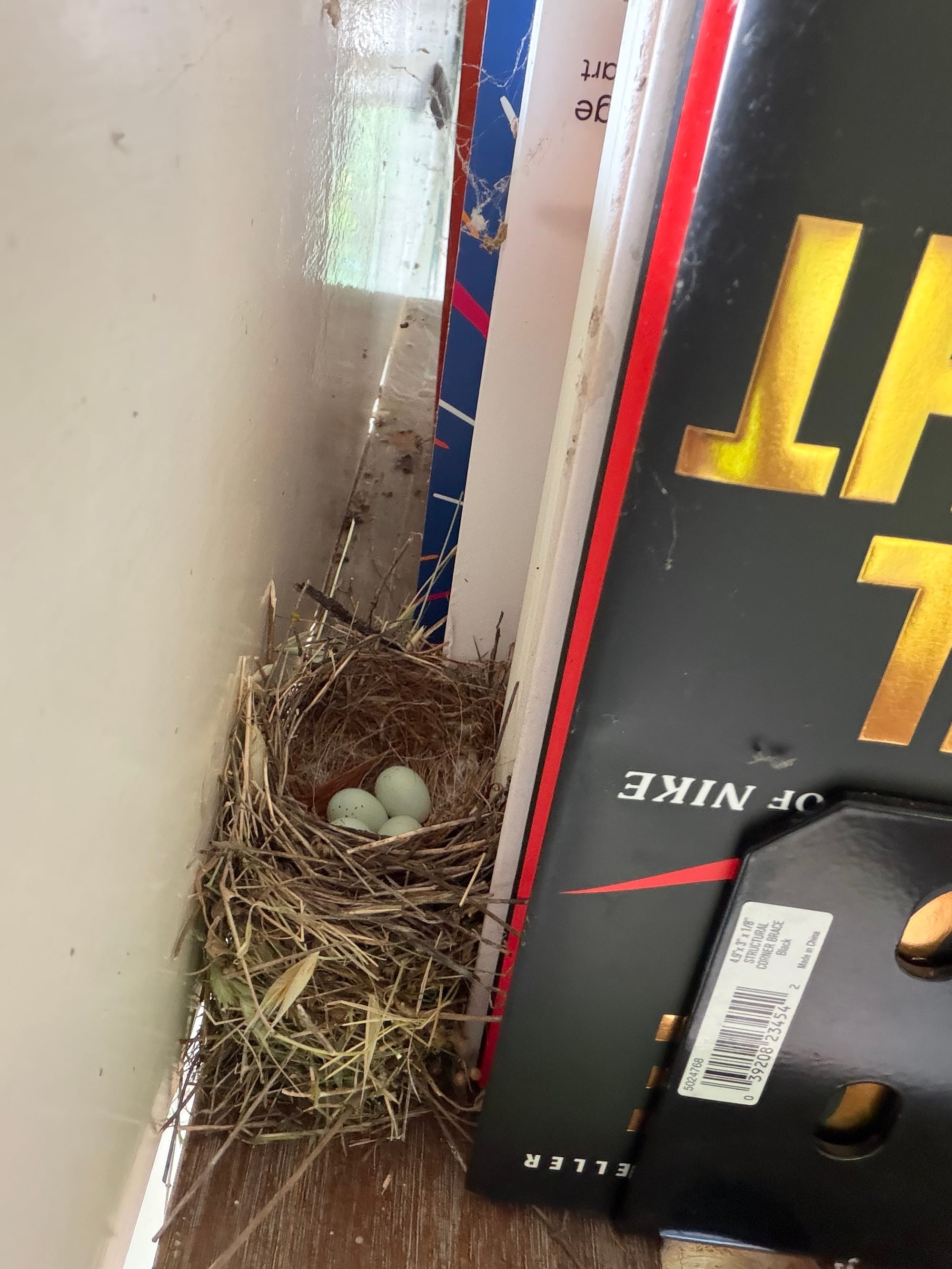 Two pale-blue speckled eggs in an open-cup nest of dried grass, tucked beside the book Shoe Dog by Phil Knight