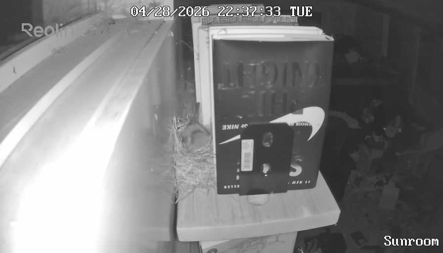 A Reolink IR snapshot at night, female House Finch sitting low in the nest