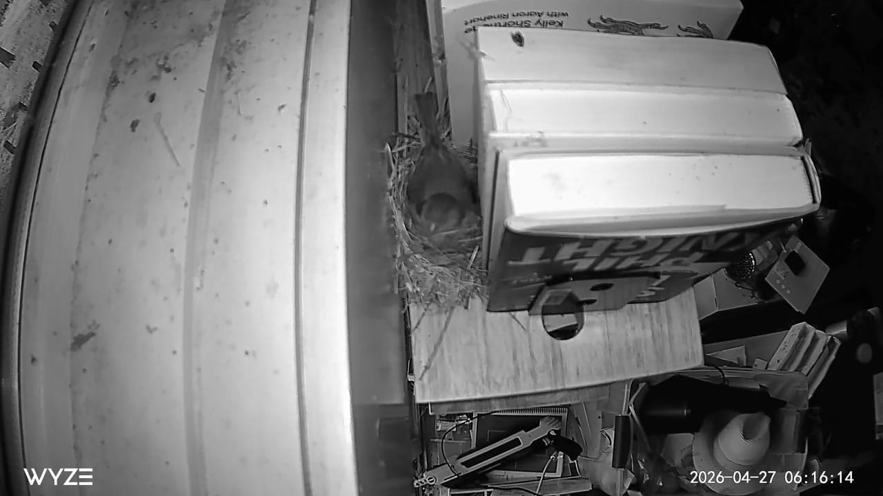 A daytime Wyze close-up of the nest with a House Finch sitting low in the dried-grass cup
