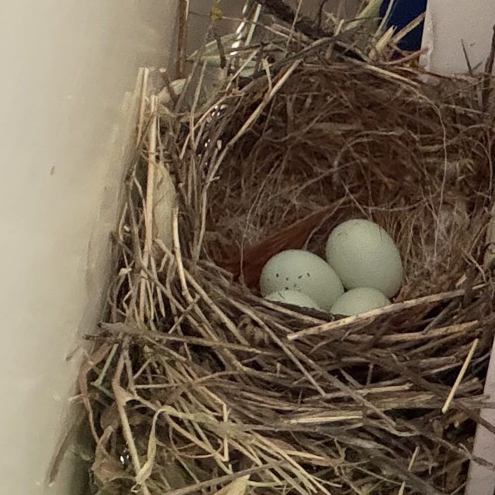 The clutch on 25 April: pale-blue speckled eggs in an open cup of dried grass tucked between the wall and the spine of Shoe Dog.