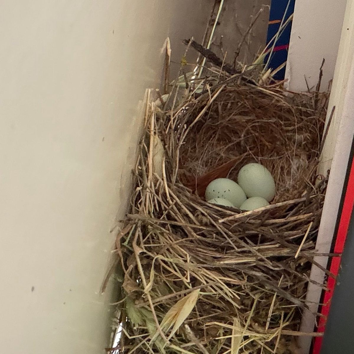 Three pale-blue speckled House Finch eggs nestled in a cup of dried grass on a sunroom bookshelf