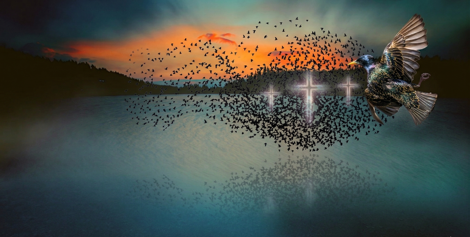 Frequencies Beneath Our Wings: The Church As Murmuration