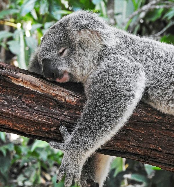 Das Koala genießt eine ruhige Auszeit – Symbol für bewusste Pausen und natürlichen Rhythmus