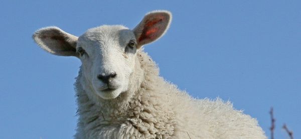 Premium-Schaf mit Hacker-Schaf-Potential