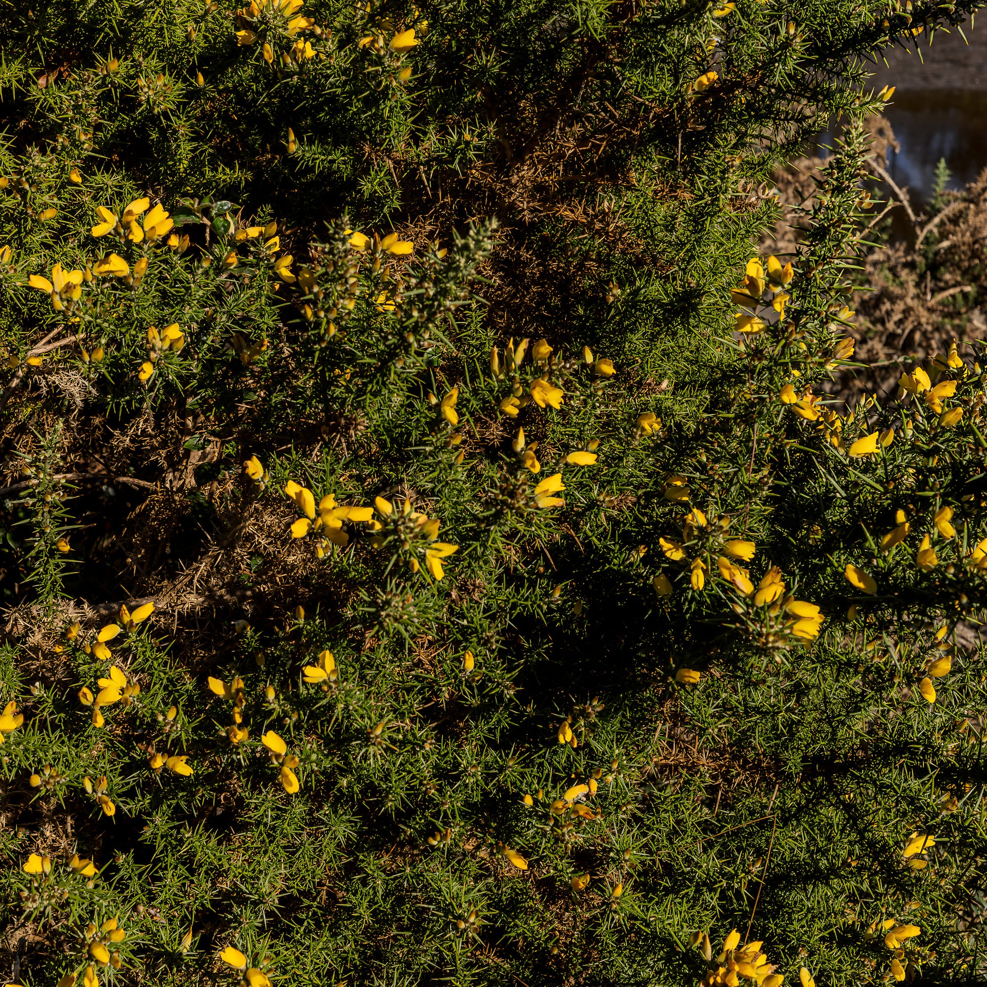 Le sentier du Minaouët, balade depuis Le Cabellou sur le GR34
