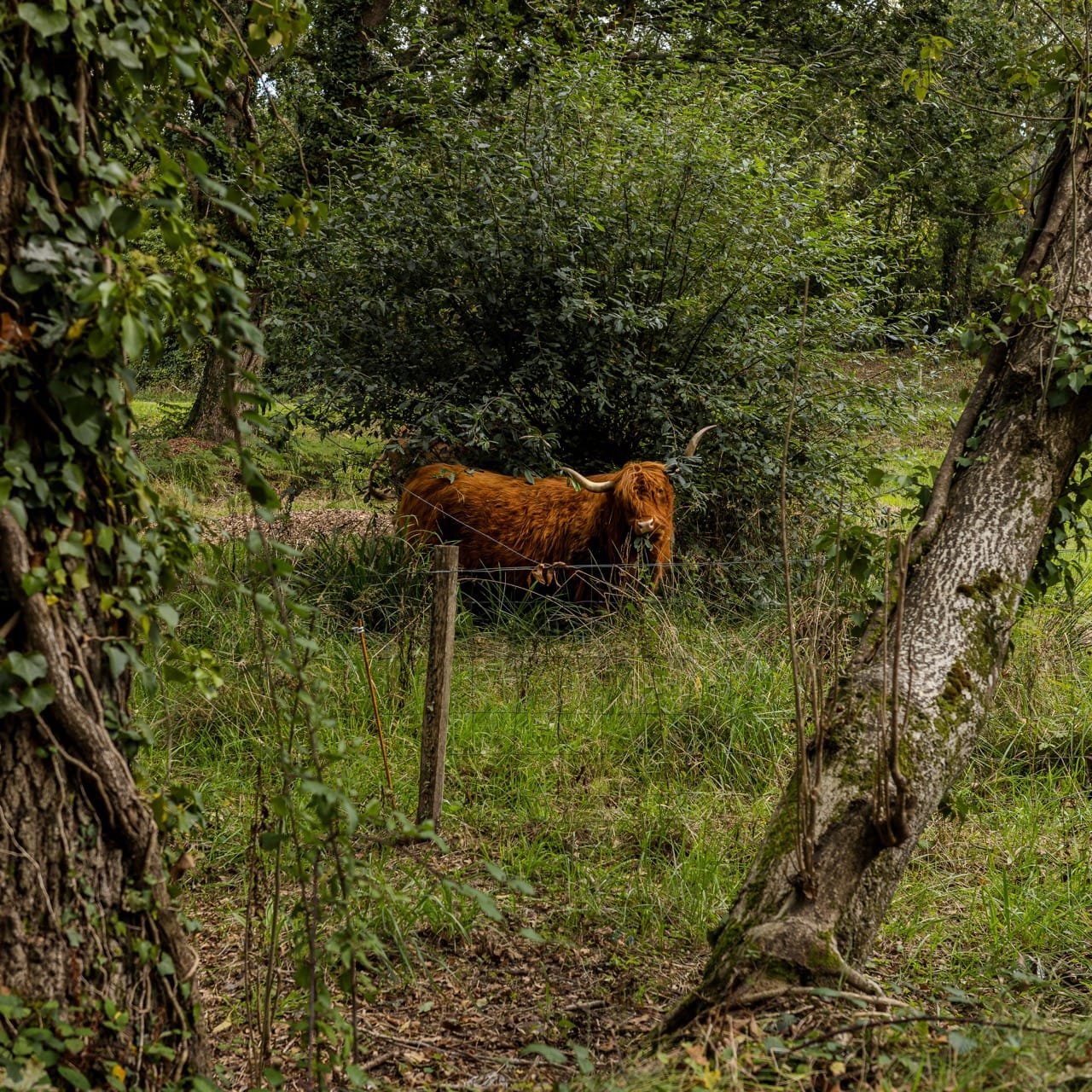 Le Taureau de Locmaria