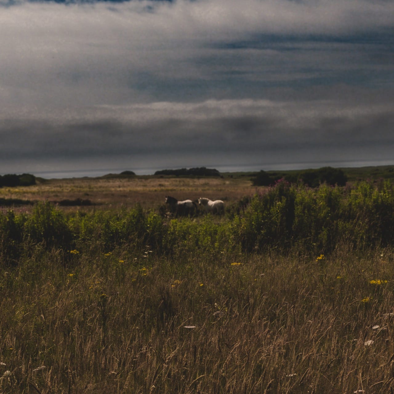 Paysage de Tronoen, Finistère. Chevaux dans les champs. Photo prise avec un Fujifilm X30. 