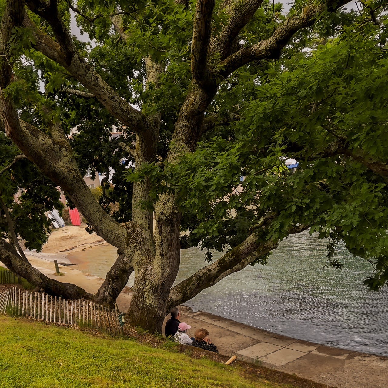 Promeneurs se reposant sous un arbre centenaire au bord de l'Odet, sentier GR34 Sainte-Marine